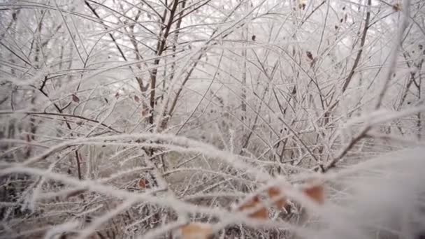 Замороженные ветки в парке — стоковое видео