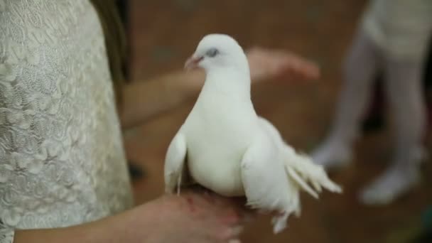 Hand Stroked White Dove — Stock Video