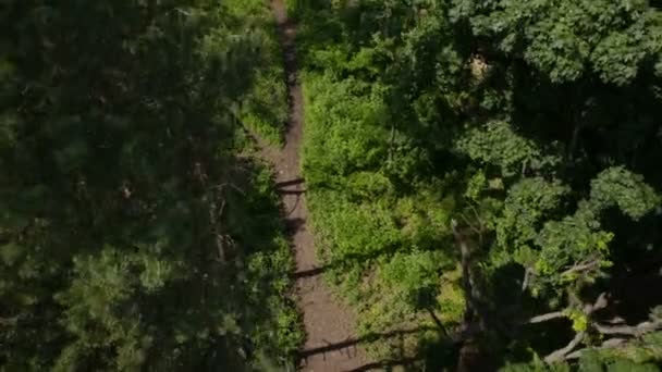 Vol au-dessus du sentier dans la forêt 