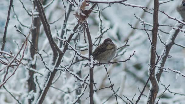 Sparrow på en gren 2 — Stockvideo