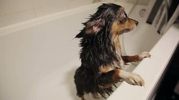 Natte hond in de badkamer — Stockvideo