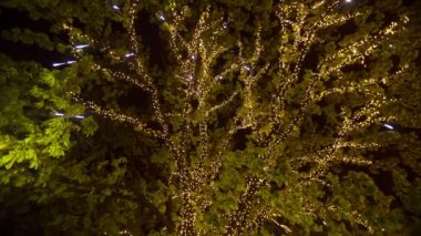 Bir ağaç üzerinde Noel aydınlatma