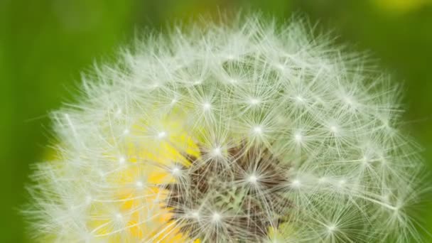 Diente de león en el viento — Vídeo de stock