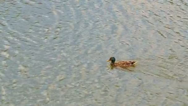 Duck Swims in the Lake — Stock Video