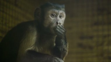 Bir kafeste Maymun yeme