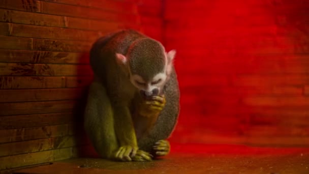 动物园里的猴子 — 图库视频影像