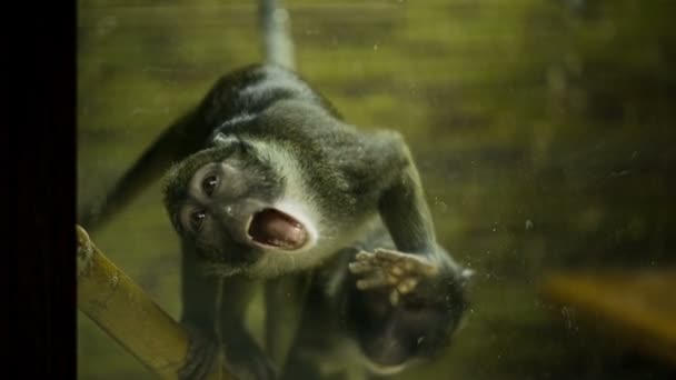 Singe ressemble à Zombie 