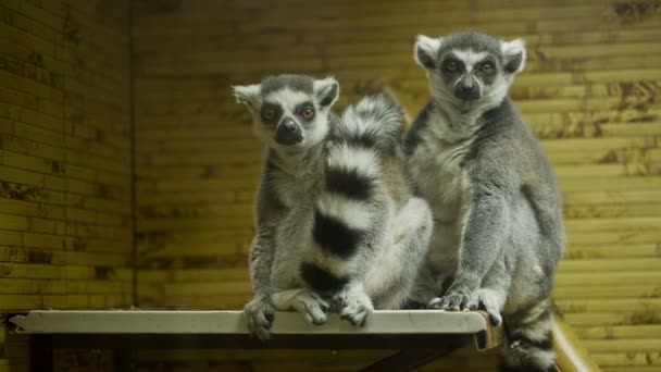 Lemurer i buren — Stockvideo