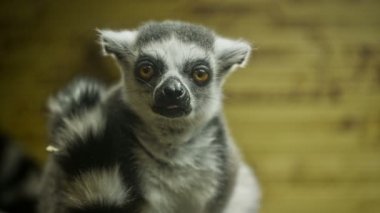 Lemur içinde belgili tanımlık kafes