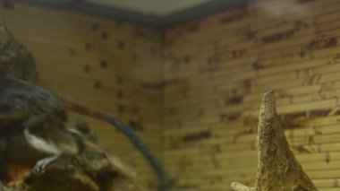 Küçük maymun atlar