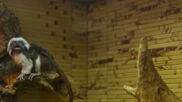 動物園で Decorotive 小猿 — ストック動画