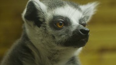 Lemur içinde belgili tanımlık kafes