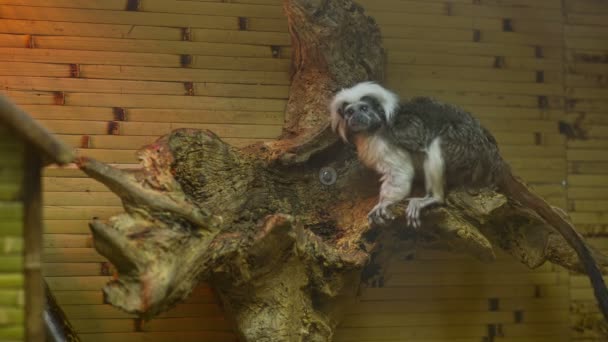 Pequeno macaco decoroso no zoológico — Vídeo de Stock