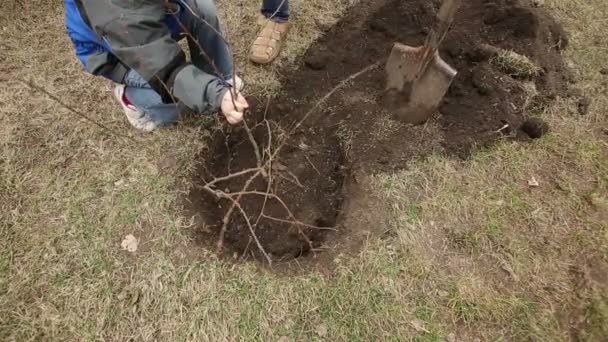 Familia plantando un árbol — Vídeos de Stock