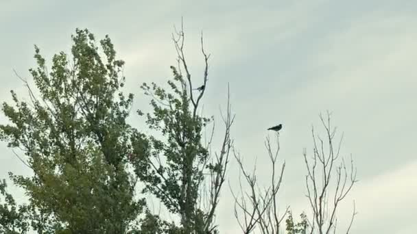 Птах на дереві — стокове відео