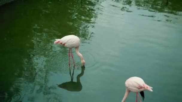 Flamingolar sürü nehre — Stok video