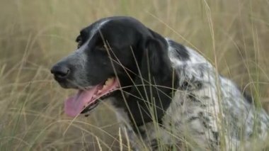 Av köpeği, çim