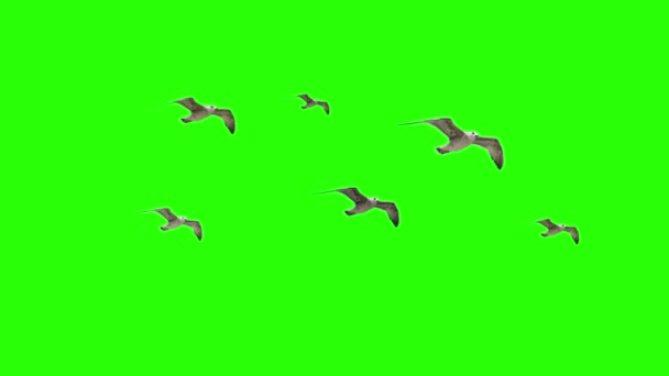 Flying Seaguls on Chroma key — Stock Video