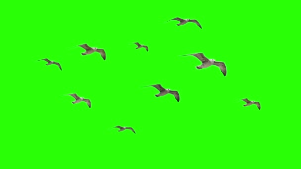 Aves voadoras Gaivotas na chave Chroma — Vídeo de Stock