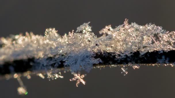树枝上的雪花 — 图库视频影像