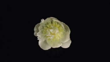 Beyaz Şakayık çiçekli Timelapse