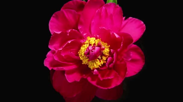 Peony Flowering Timelapse — Stock Video