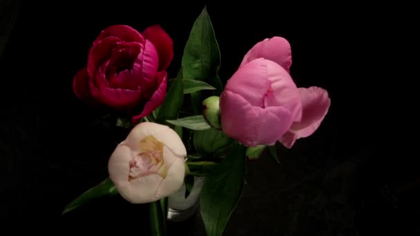 Bloemen bloeien Timelapse — Stockvideo