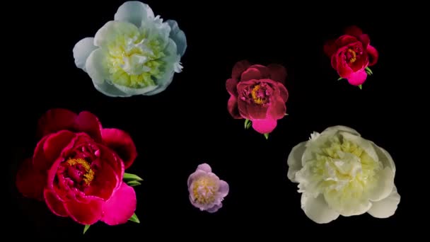 Many Peony Flowering Timelapse — Stock Video