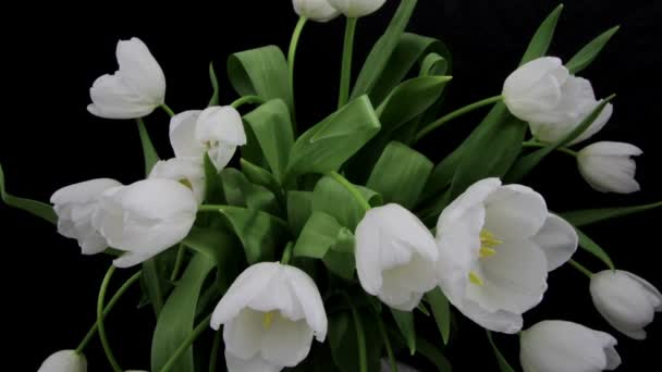 Открытие White Tulips — стоковое видео