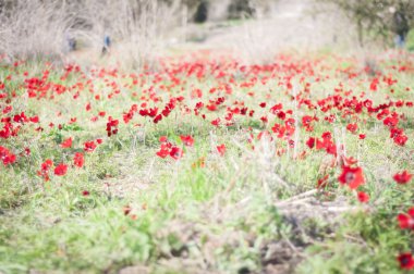 Batı Negev Çölü'nde kırmızı anemon çiçeği. Çiçekli bahar stok fotoğraf