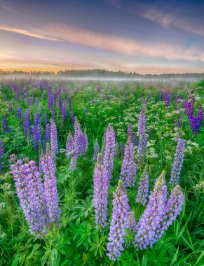 günbatımı çiçek alanındadır