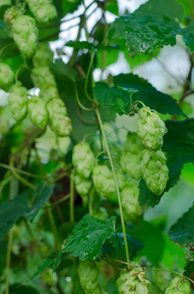 Reife Hopfenzapfen — Stockfoto