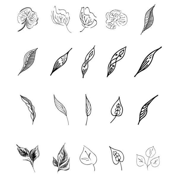 20手描きの花の要素のドードルコレクション 20の手描きの葉の大きなコレクション 白い背景に隔離された大きな花の植物セット — ストックベクタ