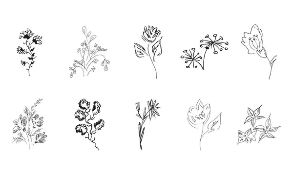 Flores Silvestres Dibujadas Mano Gran Colección Rosas Dibujadas Mano Gran — Vector de stock