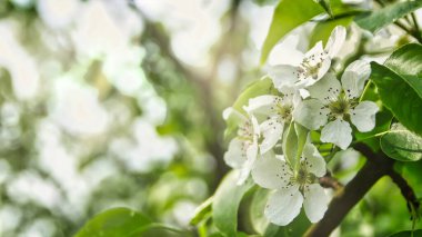 Bir bahar günü kiraz çiçekleri ya da elma çiçekleri.