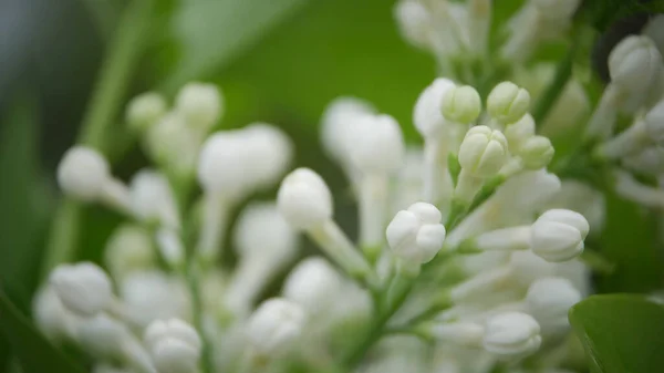 Lindas Flores Lilás Brancas Com Foco Seletivo Flor Lilás Branca — Fotografia de Stock