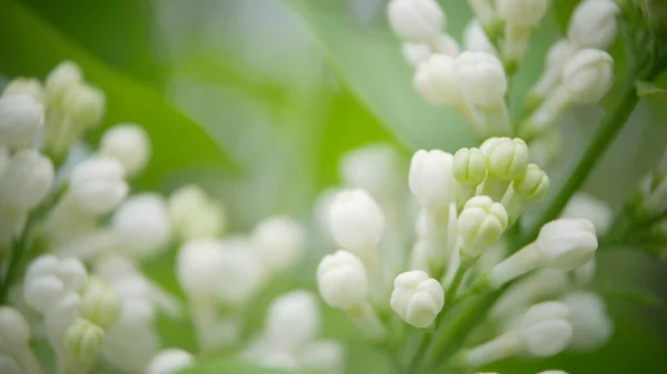 Bellissimi Fiori Lilla Bianchi Con Messa Fuoco Selettiva Fiore Bianco — Foto Stock