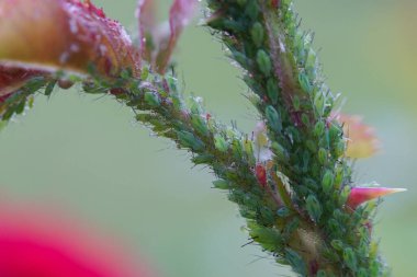 Ekstrem büyütme - Bitkinin üzerindeki yeşil yaprak bitleri