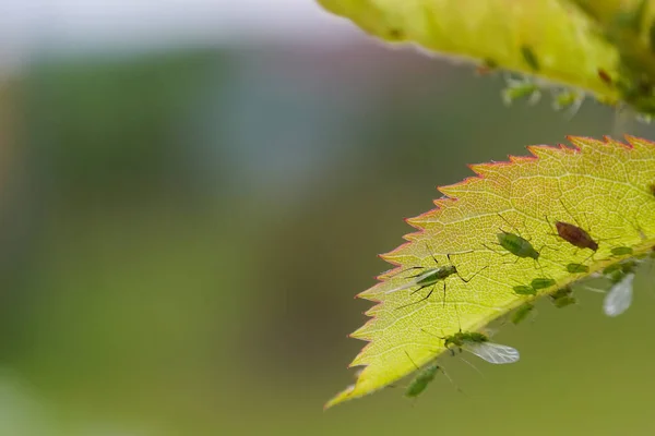 Extreme Magnification Green Aphids Plant — Stock Photo, Image