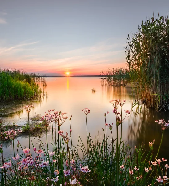 Backwater on the Chudskoy lake