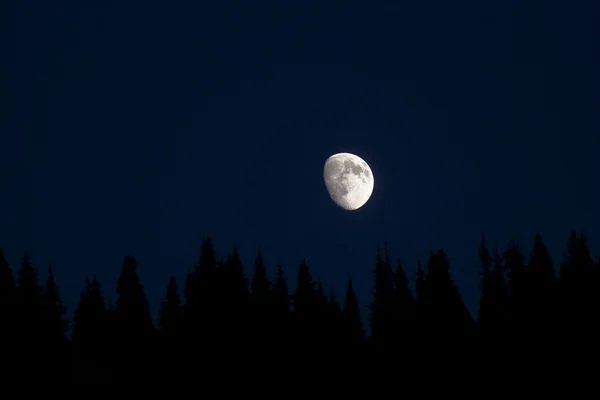 La luna sobre los árboles — Foto de Stock