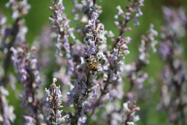 Abelha na flor — Fotografia de Stock