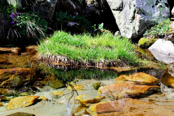 Isola di erba — Foto Stock