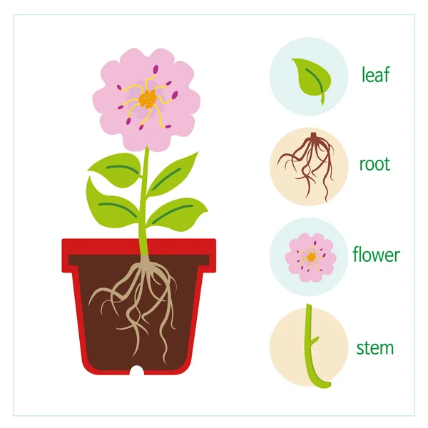 Schema einer Pflanze — Stockvektor
