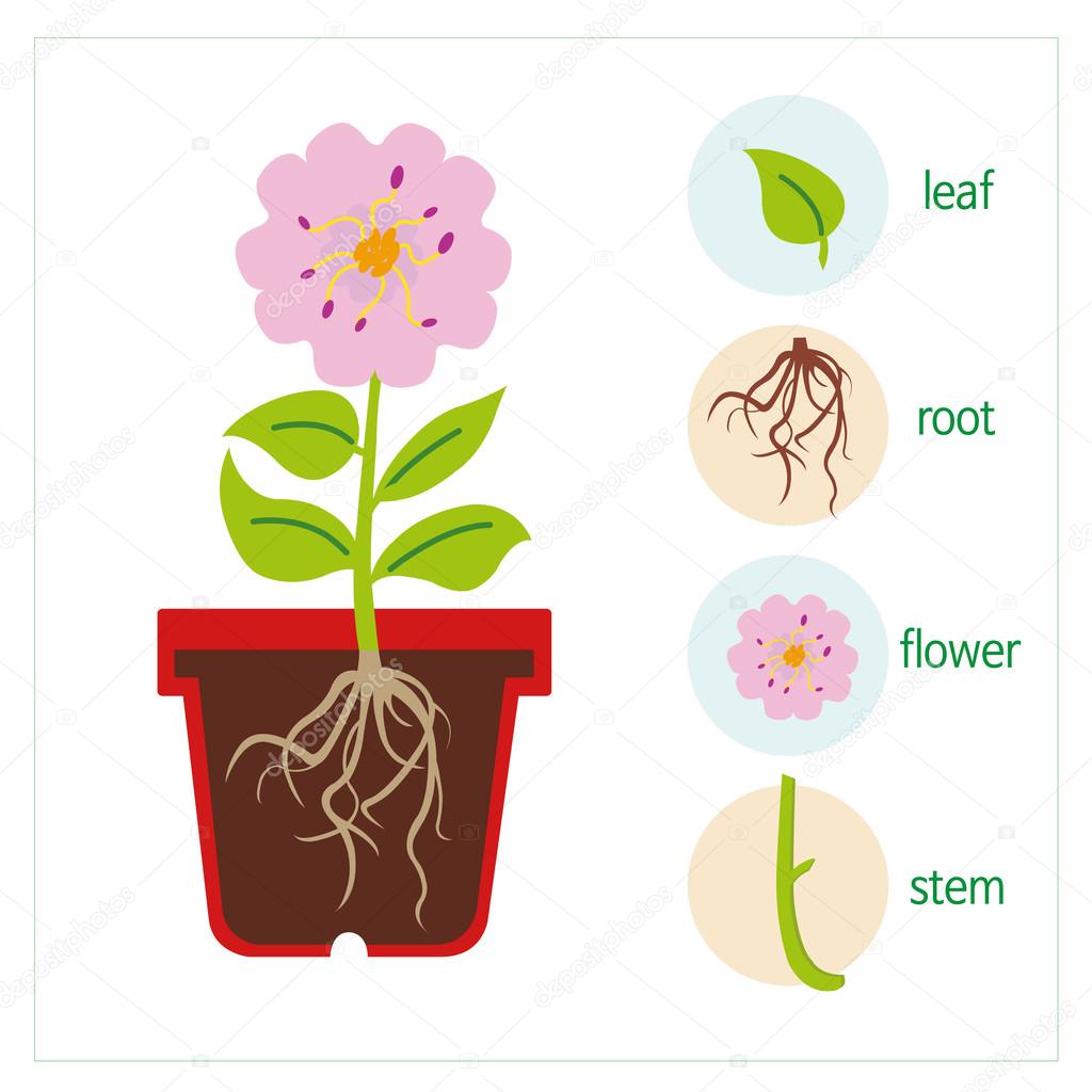 Diagram of a plant