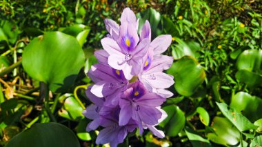 Güzel mor su sümbül çiçekleri güneş ışığında çiçek açıyor.