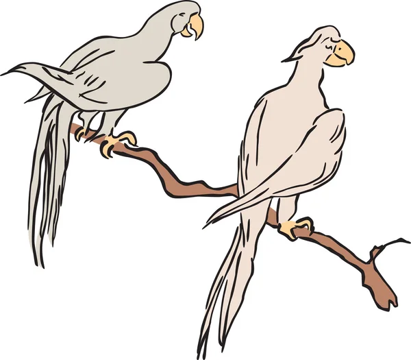 Эскиз попугаев — стоковый вектор