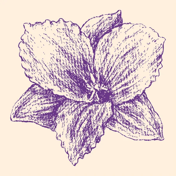 Croquis de l'iris — Image vectorielle