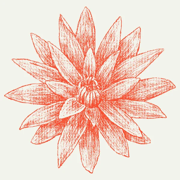 Croquis de l'aster — Image vectorielle