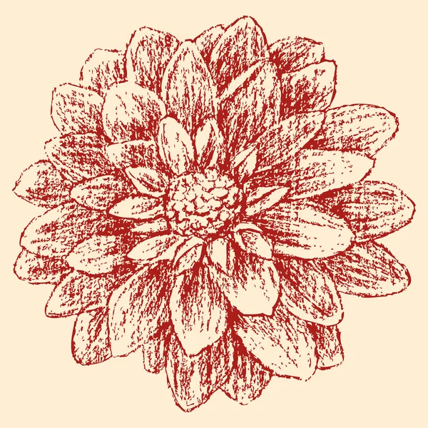 Croquis d'un aster rouge — Image vectorielle